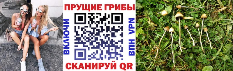 Купить закладки  Верхняя Пышма  Галлюциногенные грибы мухоморы 